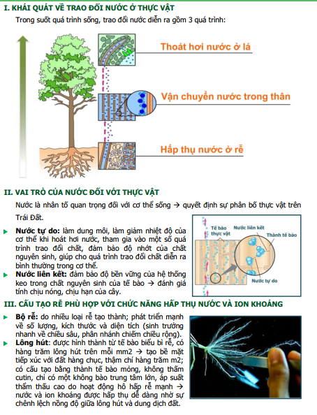 SỰ HẤP THỤ NƯỚC VÀ MUỐI KHOÁNG Ở RỄ